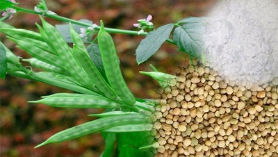 guar gum seed and powder 